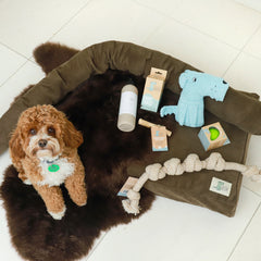 Luxury Dog Bed Bundle The Life of Riley  The Life of Riley