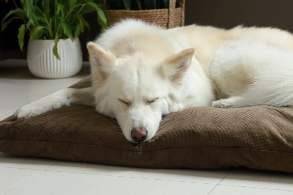 The Importance of a Good Dog Bed