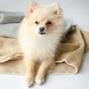 100% NZ Wool Blankets Life of Riley Pet Products  The Life of Riley