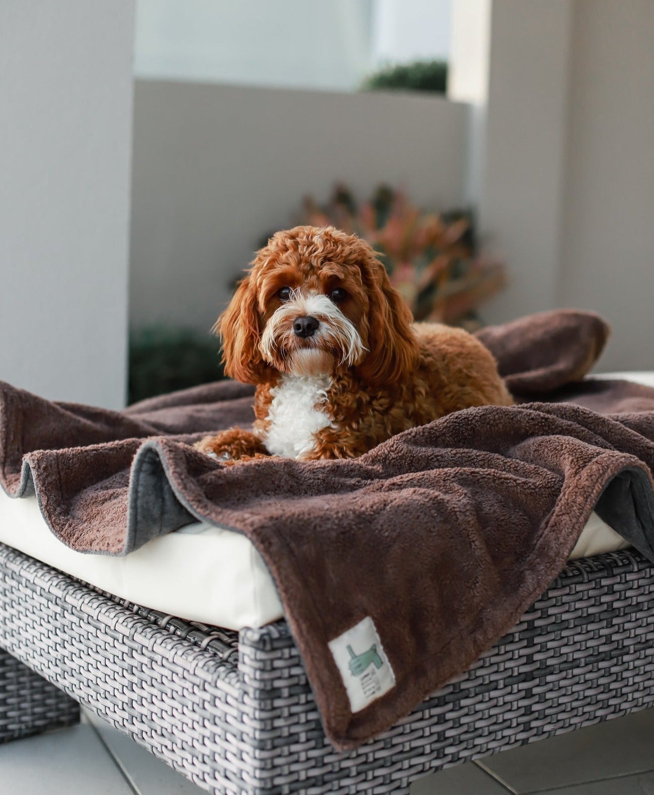 Organic Cotton Teddy & Terry Blanket Life of Riley Pet Products  The Life of Riley
