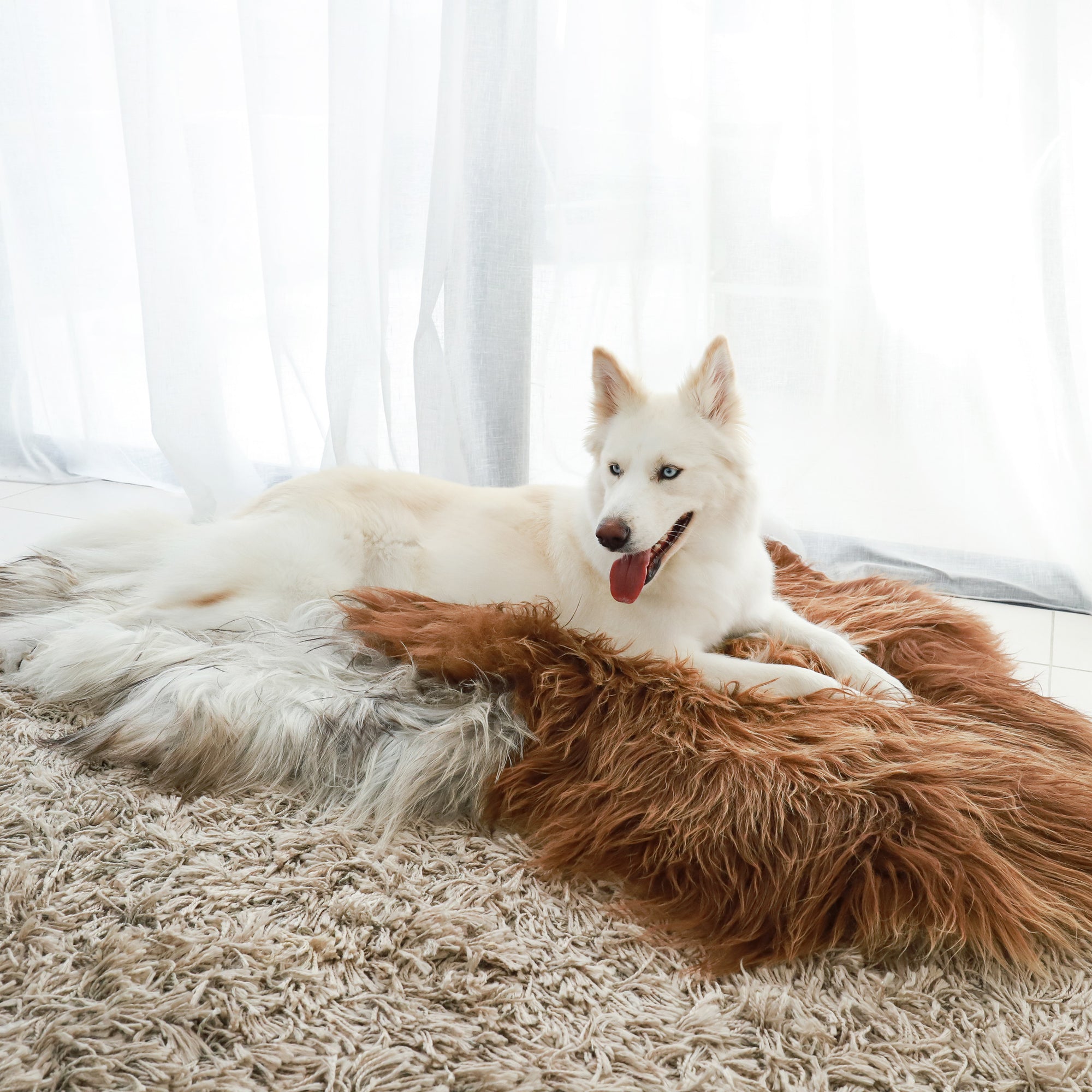 Premium Natural Icelandic Sheepskins Life of Riley Pet Products  The Life of Riley